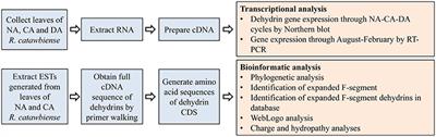 Identification and Characterization of Five Cold Stress-Related Rhododendron Dehydrin Genes: Spotlight on a FSK-Type Dehydrin With Multiple F-Segments